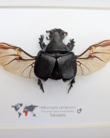 Framed Heliocopris andersoni wings opened, Anderson’s giant dung beetle, taxidermy beetle, frame 10"x8"