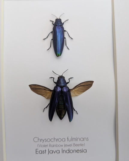 Framed Chrysochroa fulminans pair, Violet rainbow jewel beetle, taxidermy beetle, frame 8"x10"