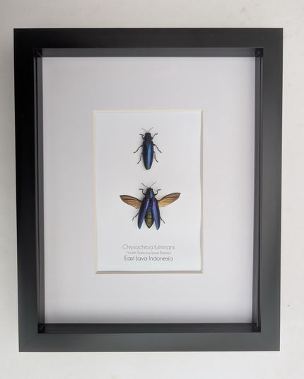 Framed Chrysochroa fulminans pair, Violet rainbow jewel beetle, taxidermy beetle, frame 8"x10"