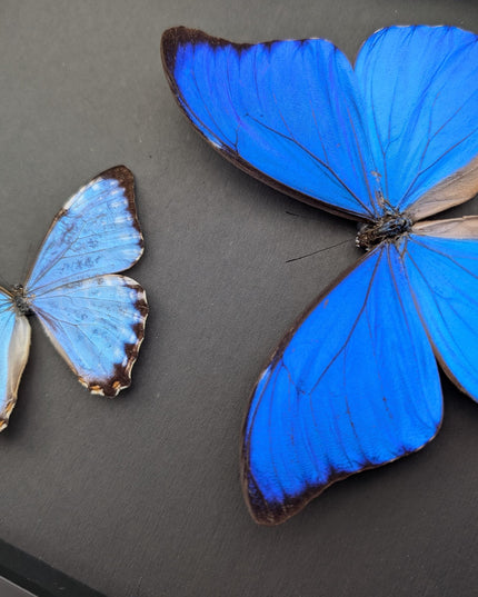 Framed Blue Morpho Butterfly Taxidermy, Brazil, Entomology Display (8x10 inches)