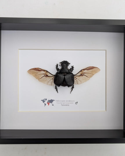 Framed Heliocopris andersoni wings opened, Anderson’s giant dung beetle, taxidermy beetle, frame 10"x8"