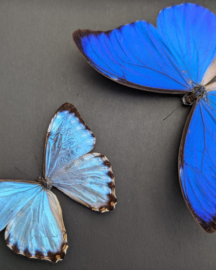 Framed Blue Morpho Butterfly Taxidermy, Brazil, Entomology Display (8x10 inches)