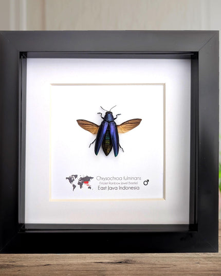 Framed Chrysochroa fulminans open wings, Violet rainbow jewel beetle, taxidermy beetle, frame 6"x6"