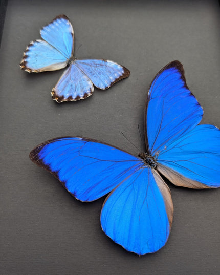 Framed Blue Morpho Butterfly Taxidermy, Brazil, Entomology Display (8x10 inches)