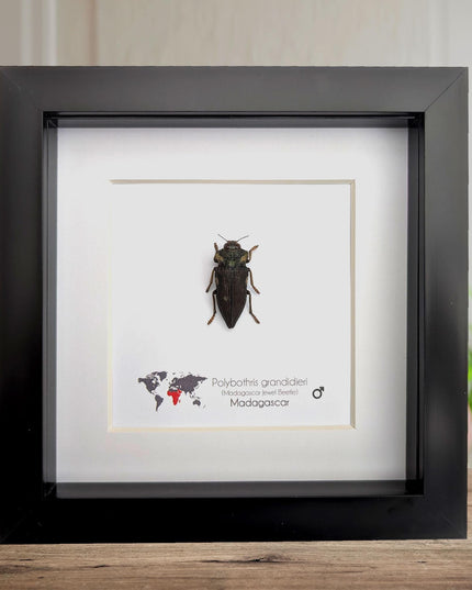 Polybothris grandidieri, Grandidier jewel beetle, entomology present, frame 6"x6"