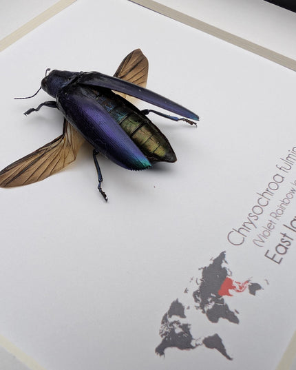 Framed Chrysochroa fulminans open wings, Violet rainbow jewel beetle, taxidermy beetle, frame 6"x6"