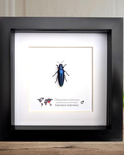 Framed Chrysochroa fulminans, Violet rainbow jewel beetle, taxidermy beetle, frame 6"x6"