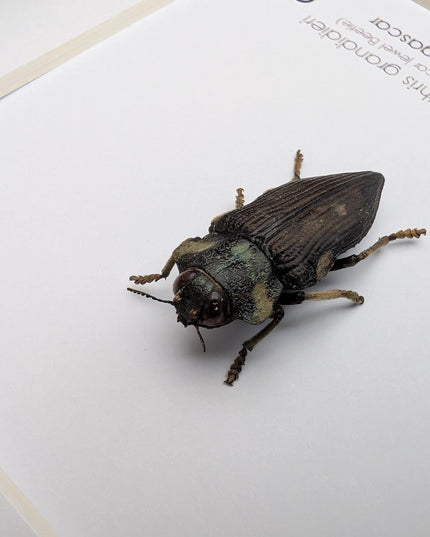 Polybothris grandidieri, Grandidier jewel beetle, entomology present, frame 6"x6"