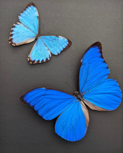 Framed Blue Morpho Butterfly Taxidermy, Brazil, Entomology Display (8x10 inches)