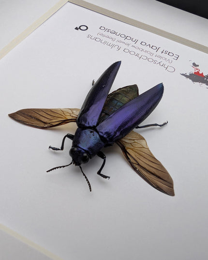 Framed Chrysochroa fulminans open wings, Violet rainbow jewel beetle, taxidermy beetle, frame 6"x6"