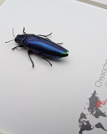 Framed Chrysochroa fulminans, Violet rainbow jewel beetle, taxidermy beetle, frame 6"x6"