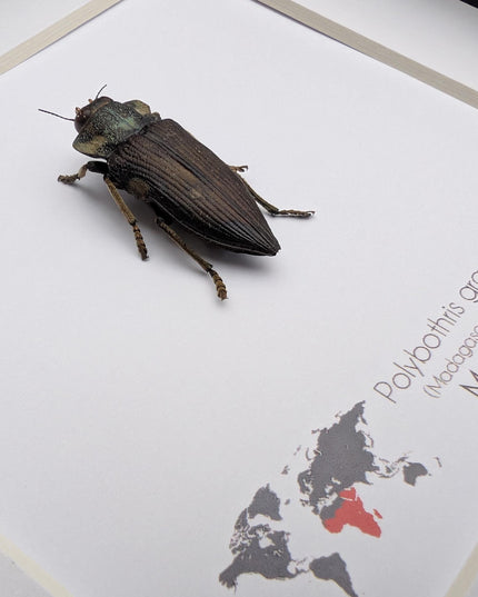 Polybothris grandidieri, Grandidier jewel beetle, entomology present, frame 6"x6"