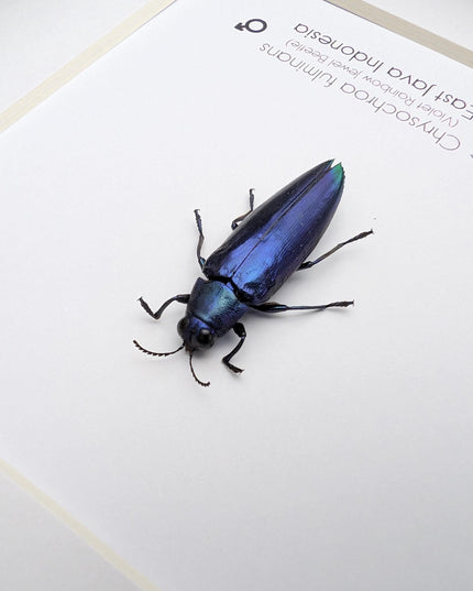 Framed Chrysochroa fulminans, Violet rainbow jewel beetle, taxidermy beetle, frame 6"x6"