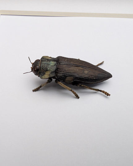 Polybothris grandidieri, Grandidier jewel beetle, entomology present, frame 6"x6"