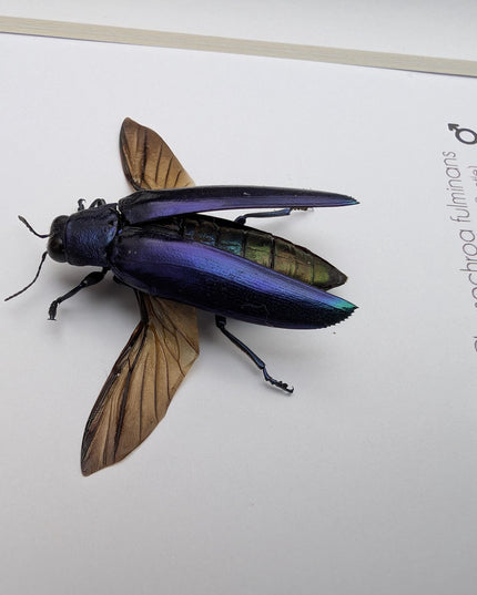 Framed Chrysochroa fulminans open wings, Violet rainbow jewel beetle, taxidermy beetle, frame 6"x6"