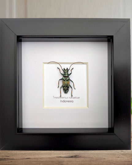 Tmesisternus rafaelae, Rafaela longhorn beetle, entomology present, frame 4"x4"