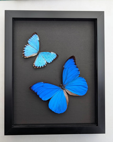 Framed Blue Morpho Butterfly Taxidermy, Brazil, Entomology Display (8x10 inches)