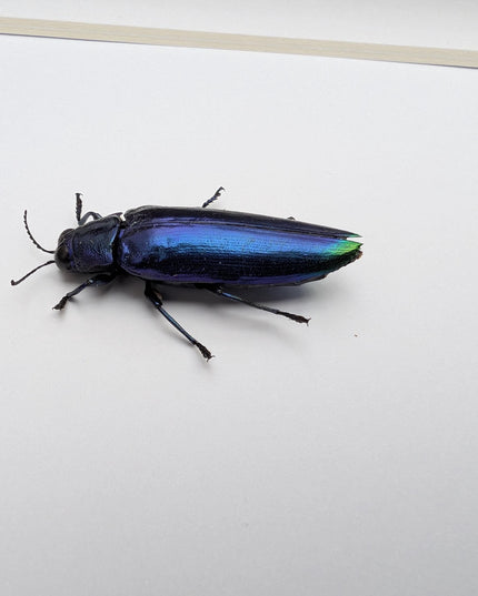 Framed Chrysochroa fulminans, Violet rainbow jewel beetle, taxidermy beetle, frame 6"x6"