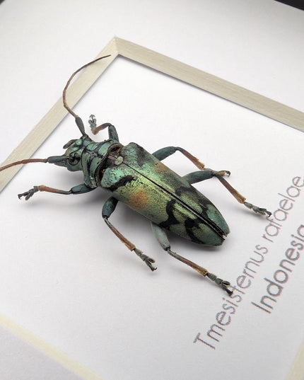Tmesisternus rafaelae, Rafaela longhorn beetle, entomology present, frame 4"x4"
