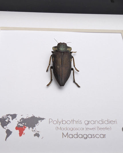 Polybothris grandidieri, Grandidier jewel beetle, entomology present, frame 6"x6"