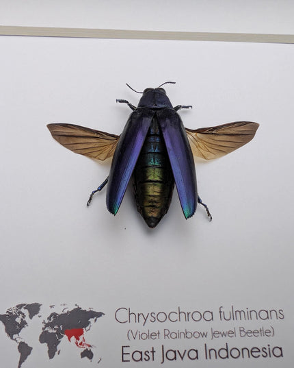 Framed Chrysochroa fulminans open wings, Violet rainbow jewel beetle, taxidermy beetle, frame 6"x6"