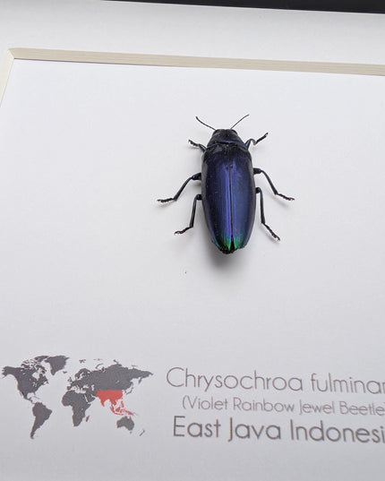 Framed Chrysochroa fulminans, Violet rainbow jewel beetle, taxidermy beetle, frame 6"x6"