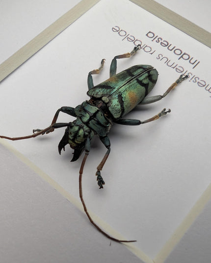 Tmesisternus rafaelae, Rafaela longhorn beetle, entomology present, frame 4"x4"