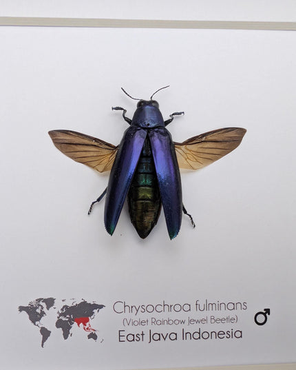 Framed Chrysochroa fulminans open wings, Violet rainbow jewel beetle, taxidermy beetle, frame 6"x6"