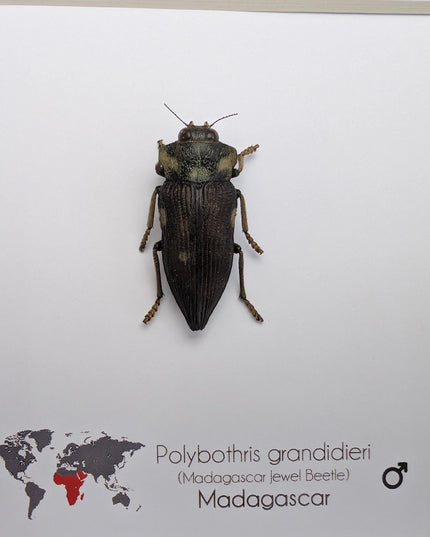 Polybothris grandidieri, Grandidier jewel beetle, entomology present, frame 6"x6"