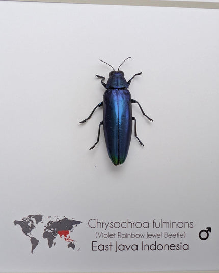 Framed Chrysochroa fulminans, Violet rainbow jewel beetle, taxidermy beetle, frame 6"x6"