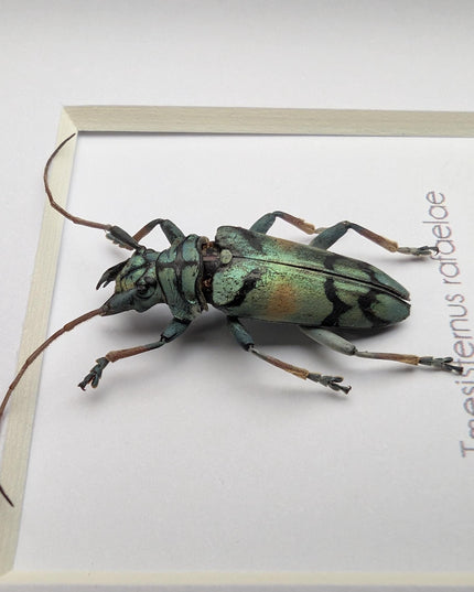 Tmesisternus rafaelae, Rafaela longhorn beetle, entomology present, frame 4"x4"