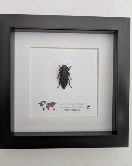 Polybothris grandidieri, Grandidier jewel beetle, entomology present, frame 6"x6"