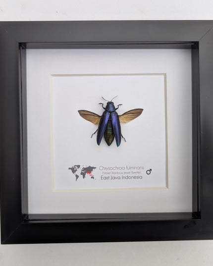 Framed Chrysochroa fulminans open wings, Violet rainbow jewel beetle, taxidermy beetle, frame 6"x6"