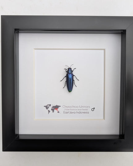 Framed Chrysochroa fulminans, Violet rainbow jewel beetle, taxidermy beetle, frame 6"x6"