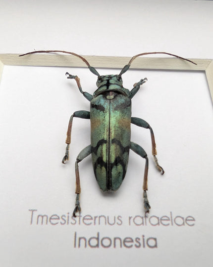 Tmesisternus rafaelae, Rafaela longhorn beetle, entomology present, frame 4"x4"
