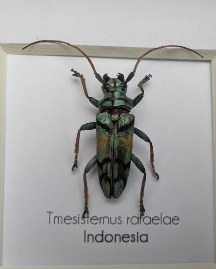 Tmesisternus rafaelae, Rafaela longhorn beetle, entomology present, frame 4"x4"