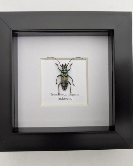 Tmesisternus rafaelae, Rafaela longhorn beetle, entomology present, frame 4"x4"