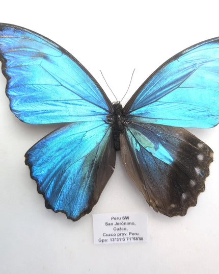 Gynandromorph Morpho didius Butterfly | Blue Morpho, Rare Male/Female Specimen from Peru