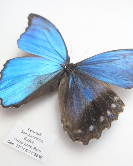 Gynandromorph Morpho didius Butterfly | Blue Morpho, Rare Male/Female Specimen from Peru