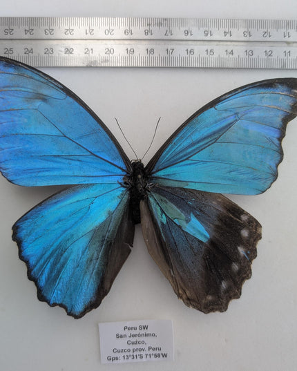 Gynandromorph Morpho didius Butterfly | Blue Morpho, Rare Male/Female Specimen from Peru