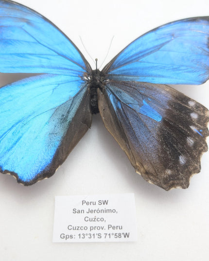 Gynandromorph Morpho didius Butterfly | Blue Morpho, Rare Male/Female Specimen from Peru