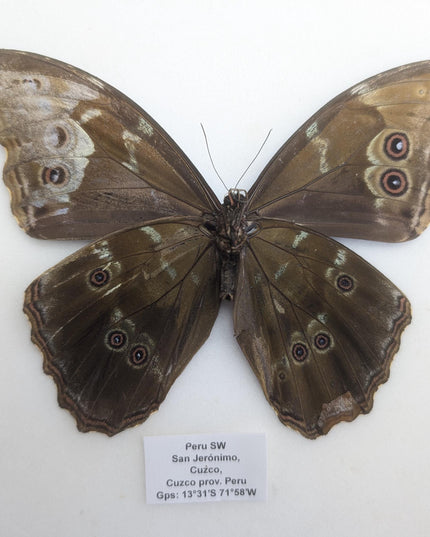 Gynandromorph Morpho didius Butterfly | Blue Morpho, Rare Male/Female Specimen from Peru
