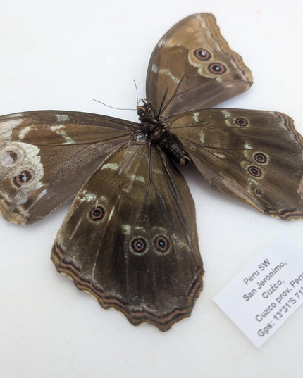 Gynandromorph Morpho didius Butterfly | Blue Morpho, Rare Male/Female Specimen from Peru