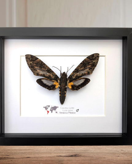 Framed lucifer sphinx moth taxidermy: entomology display (8x10)