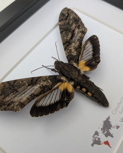 Framed lucifer sphinx moth taxidermy: entomology display (8x10)