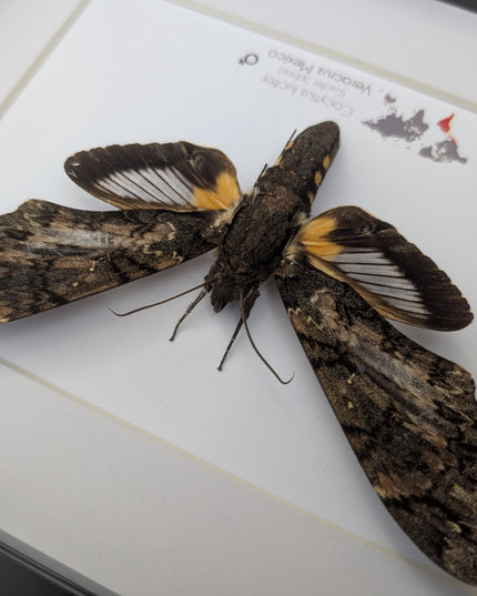 Framed lucifer sphinx moth taxidermy: entomology display (8x10)