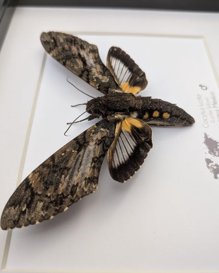 Framed lucifer sphinx moth taxidermy: entomology display (8x10)