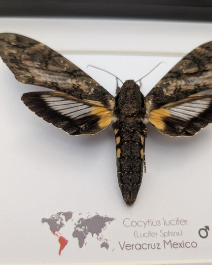 Framed lucifer sphinx moth taxidermy: entomology display (8x10)