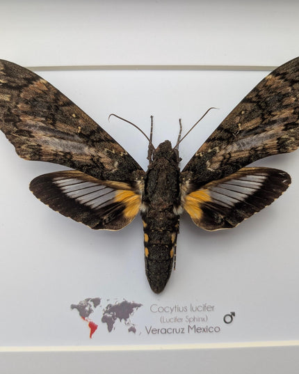 Framed lucifer sphinx moth taxidermy: entomology display (8x10)