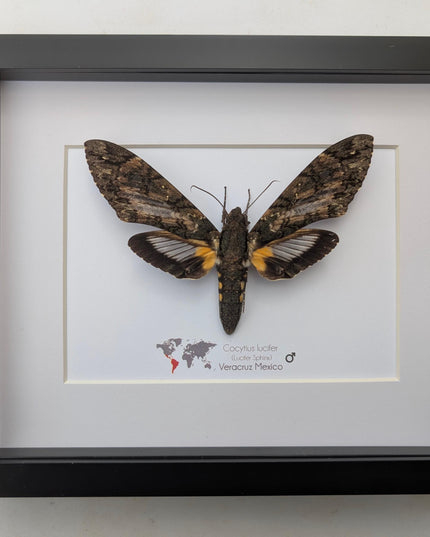 Framed lucifer sphinx moth taxidermy: entomology display (8x10)